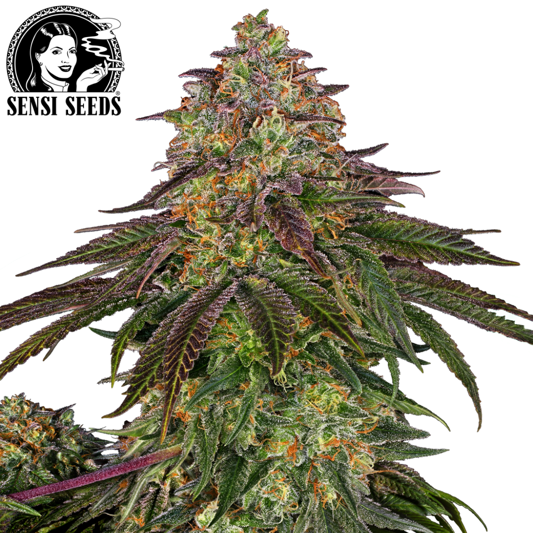 Hoodie, Sensi Seeds®, HD Print, Grau